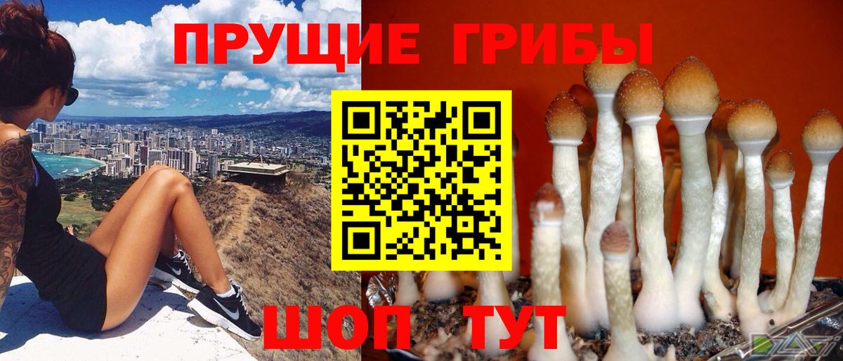 Галлюциногенные грибы прущие грибы  Вход с VPN  Камень-на-Оби  Галлюциногенные грибы Magic Shrooms 